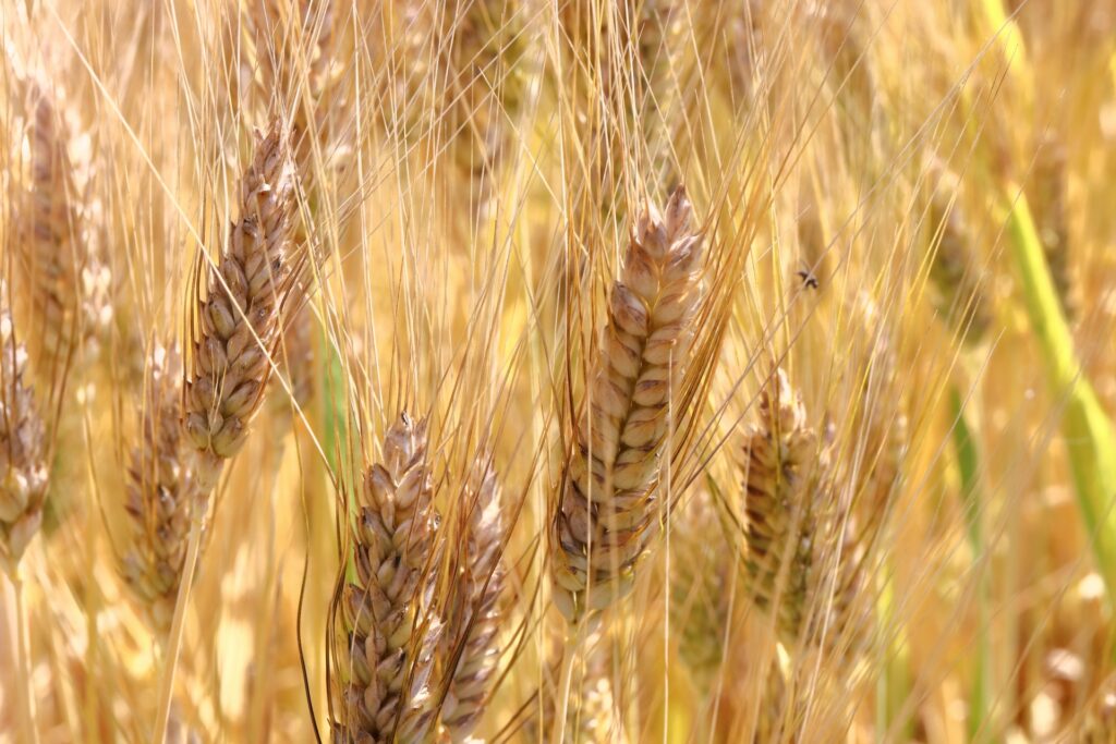 円安による小麦の高騰