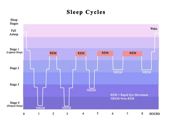 睡眠サイクル